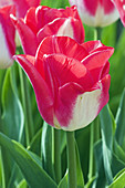 Triumph tulip 'Lip Gloss'