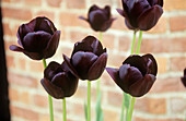 Tulips (Tulipa 'Queen of the Night')