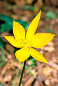 Tulip (Tulipa sylvestris)