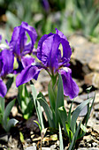 Bearded iris (Iris subbiflora)