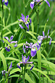 Harlequin blueflag (Iris versicolor)