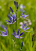 Camas lily (Camassia quamash)