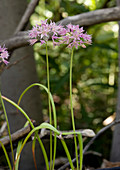 Aspen onion (Allium bisceptrum)