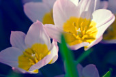 Tulips (Tulipa sp.)