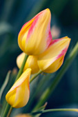 Multi flowering tulip (Tulipa hybrid)