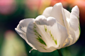 Tulip (Tulipa hybrid)
