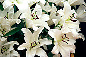 Oriental lily (Lilium 'Rialto')