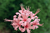 Nerine flowers (Nerine 'Stephanie')