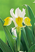 Iris flower (Iris Bucharica)