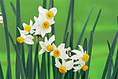Daffodils (Narcissus canaliculatus)