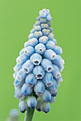 Grape hyacinth (Muscari 'Valerie Finnis')