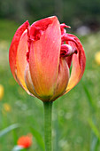Rare endemic Swiss tulip