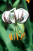 Lily (Lilium duchartrei)