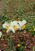 Daffodils (Narcissus 'Cheerfulness')