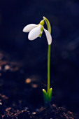 Common snowdrop (Galanthus elwesii)