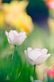 Tulip flowers (Tulipa sp.)