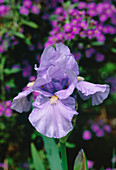 Iris flowers (Iris 'Langport Blue')