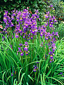 Iris sibirica 'Tropic Night'