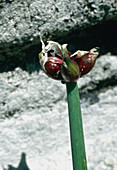 Tree onion (Allium cepa proliferum)