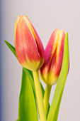 Tulips (Tulipa sp.)