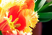 Tulip (Tulipa 'Lambada')