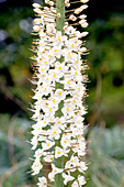 Foxtail lilies (Eremurus 'Joanna')