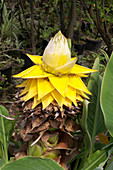 Banana flower (Musa thomas)