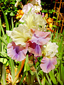 Flag iris (Iris sp.)