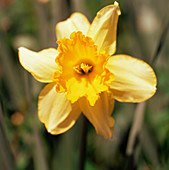 Daffodil (Narcissus sp.)
