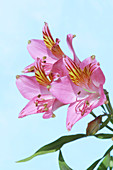 Peruvian lily (Alstroemeria sp.)