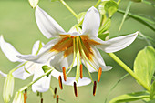 Oriental lily (Lilium sp.)