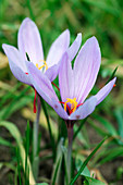 Swiss saffron (Crocus sativus)