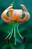 Henry's lily (Lilium henryi)