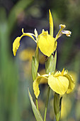 Yellow iris (Iris pseudacorus)