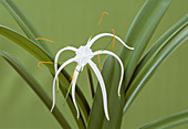 Spider lily (Hymenocallis harrisiana)