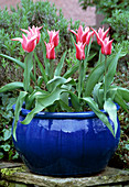 Lily flowered tulips (Tulipa 'Yunina')