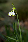 Summer snowflake (Leucojum aestivum)