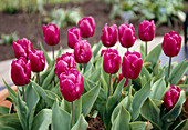 Tulips (Tulipa 'Purple Prince)