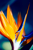 Bird of paradise (Strelitzia reginae)