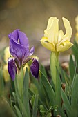 Iris lutescens