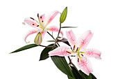 Lily flowers