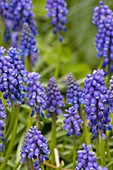 Grape hyacinth (Muscari atlanticum)