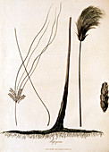 18th century engraving of papyrus plant