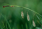 Glaucous sedge flowers (Carex flacca)