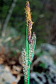 Glaucus sedge (Carex flacca ssp flacca)