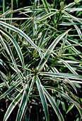 Sedge (Carex phyllocephala)