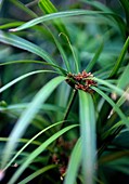Umbrella grass (Cyperus alternifolius)
