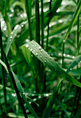 Wet grass leaves
