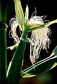 Female inflorescence of maize plant