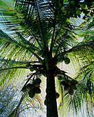 Coconut palms bearing fruit